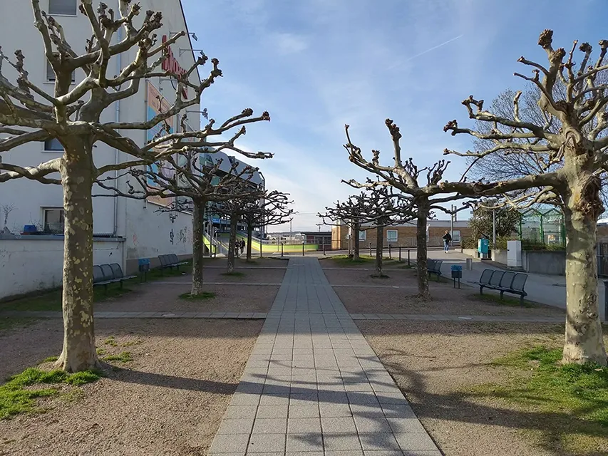 Professioneller Baumschnitt mit sauberen Schnittflächen und ordentlichem Astwerk.