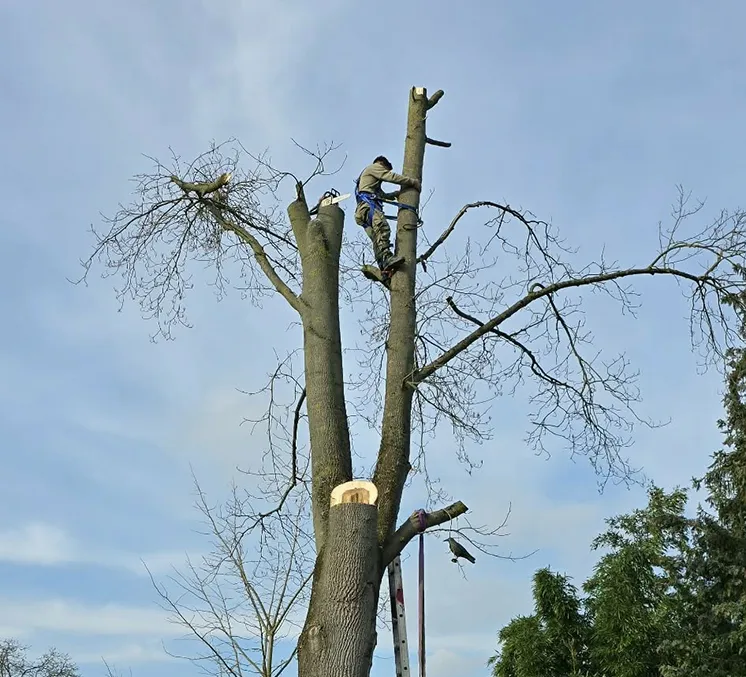 Baumfällung mit Spezialausrüstung vor Ort.