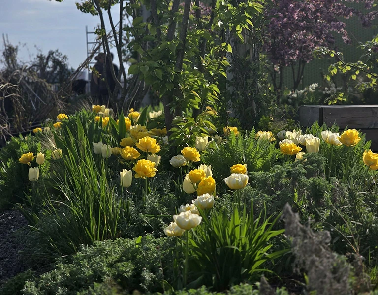 Blühende Pflanzen und Farbe in einem Gartenbeet.