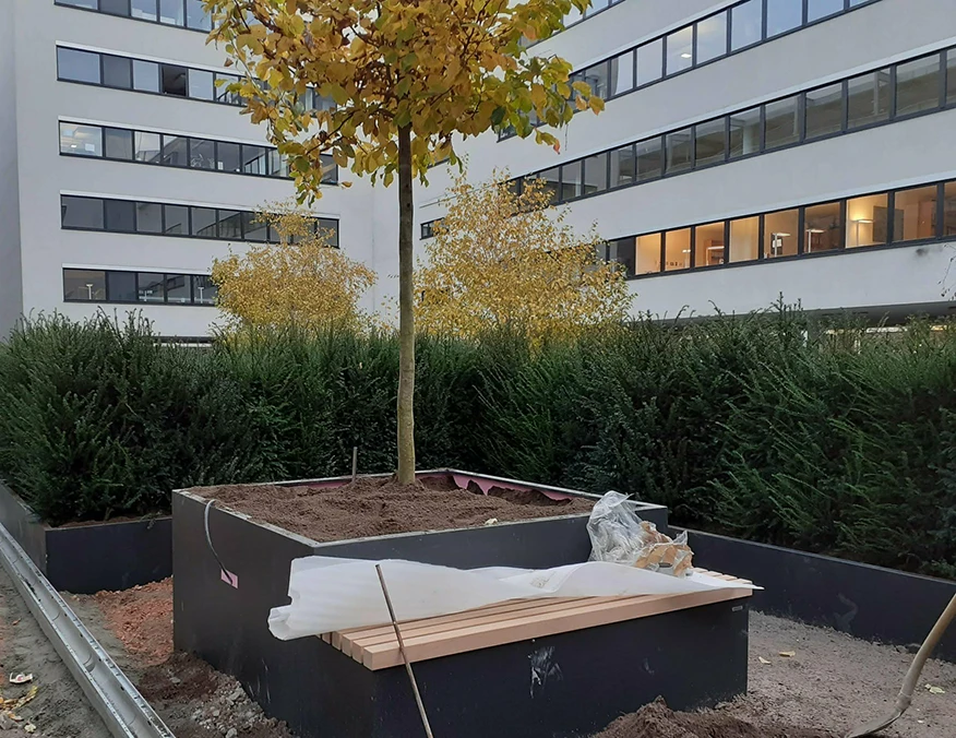 Dekorativer Baum und Vorgarten in einer Wohngegend.