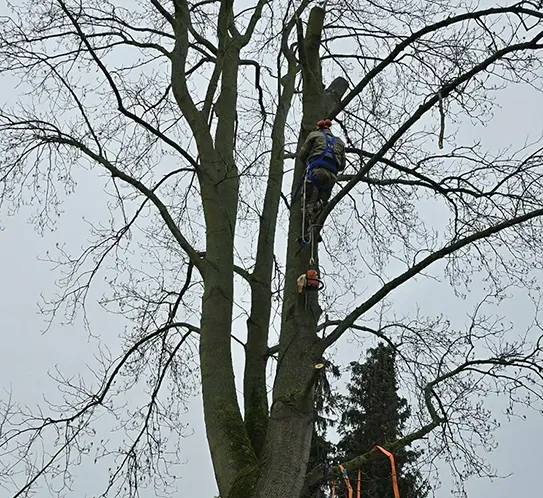 Baumschnitt / Fällung