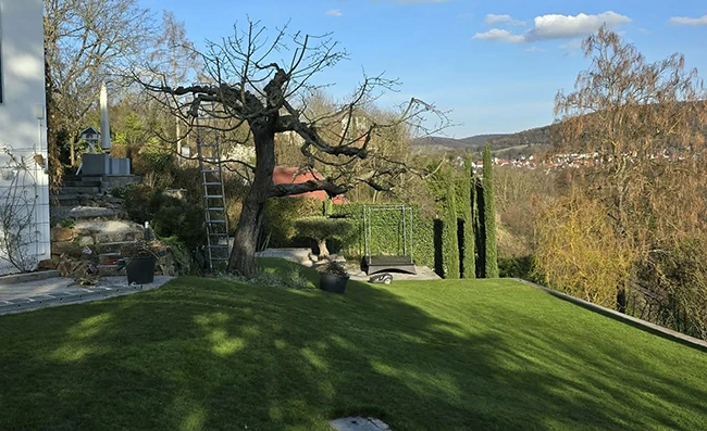Freshly mowed lawn with trees in the garden.