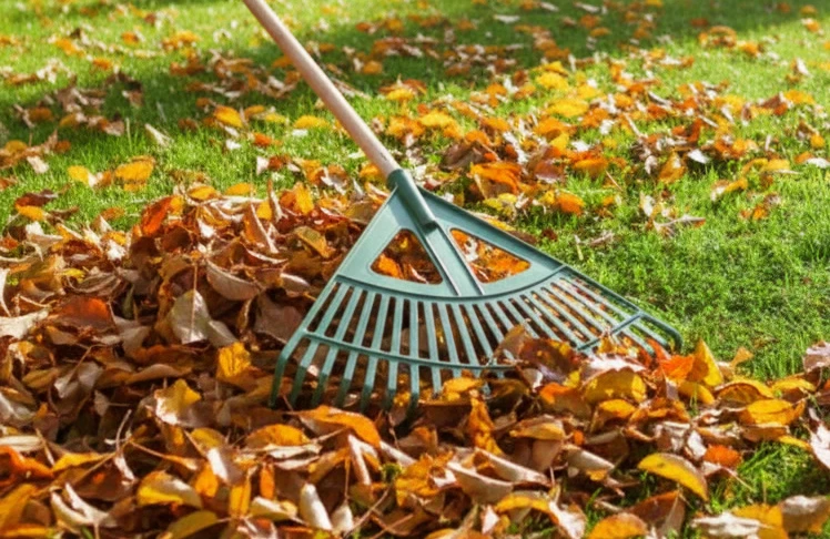 Laub harken auf Rasen und im Garten.