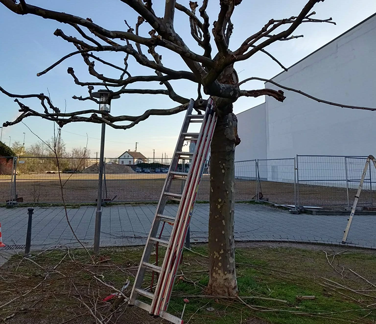Frühjahrsreinigung im Garten mit Ästen und gesammeltem Schnittgut.
